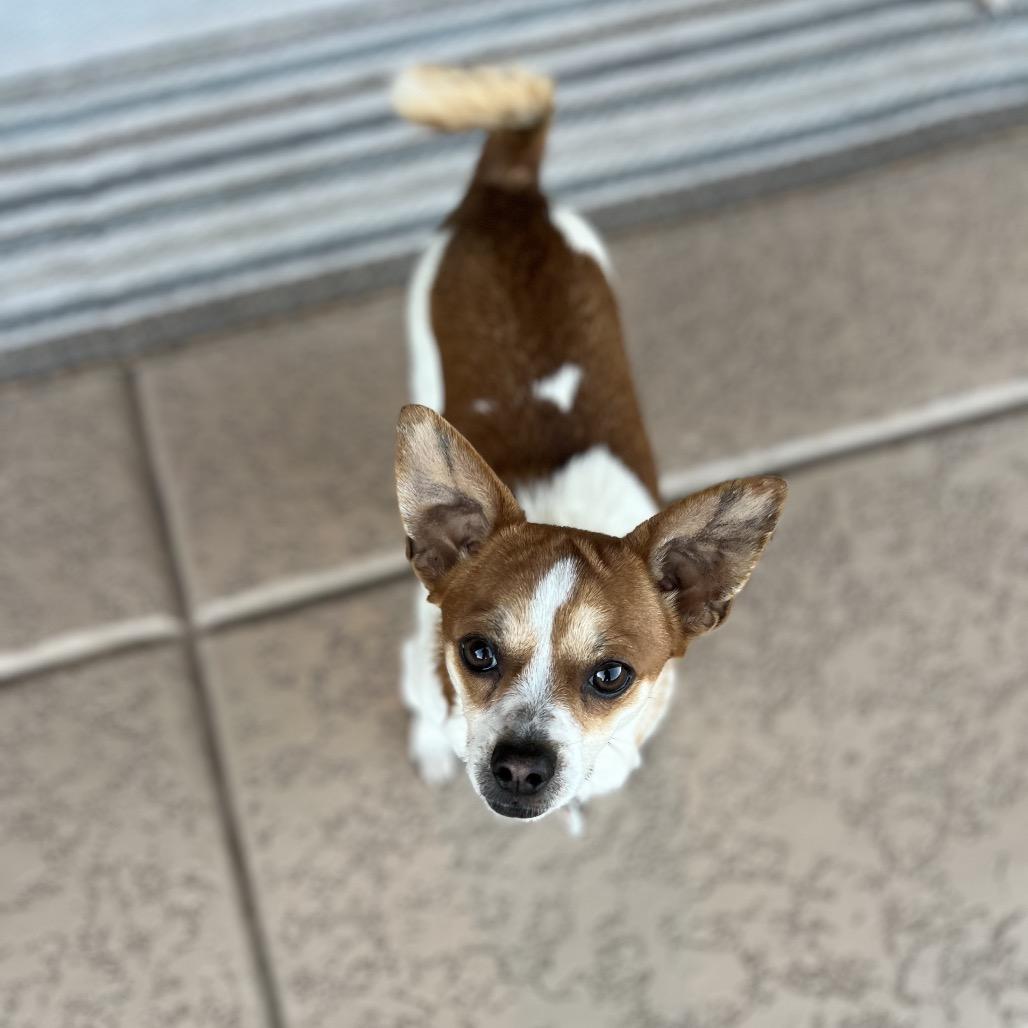 Enlarge Jack, a Adoptable Chihuahua in Phoenix, AZ image 5/5