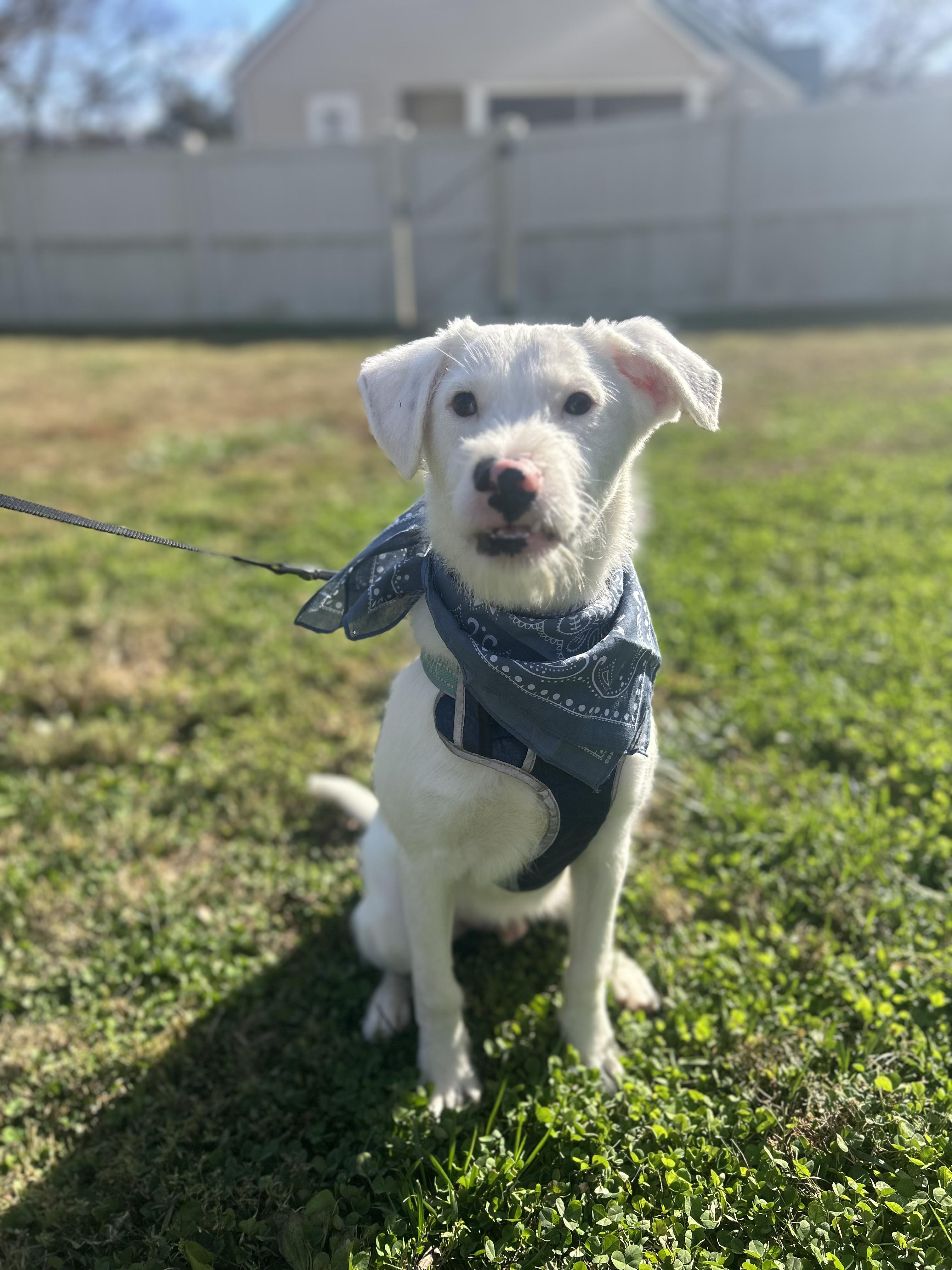 Enlarge Willie, a Adoptable mixed breed in Maryville, TN image 1/1