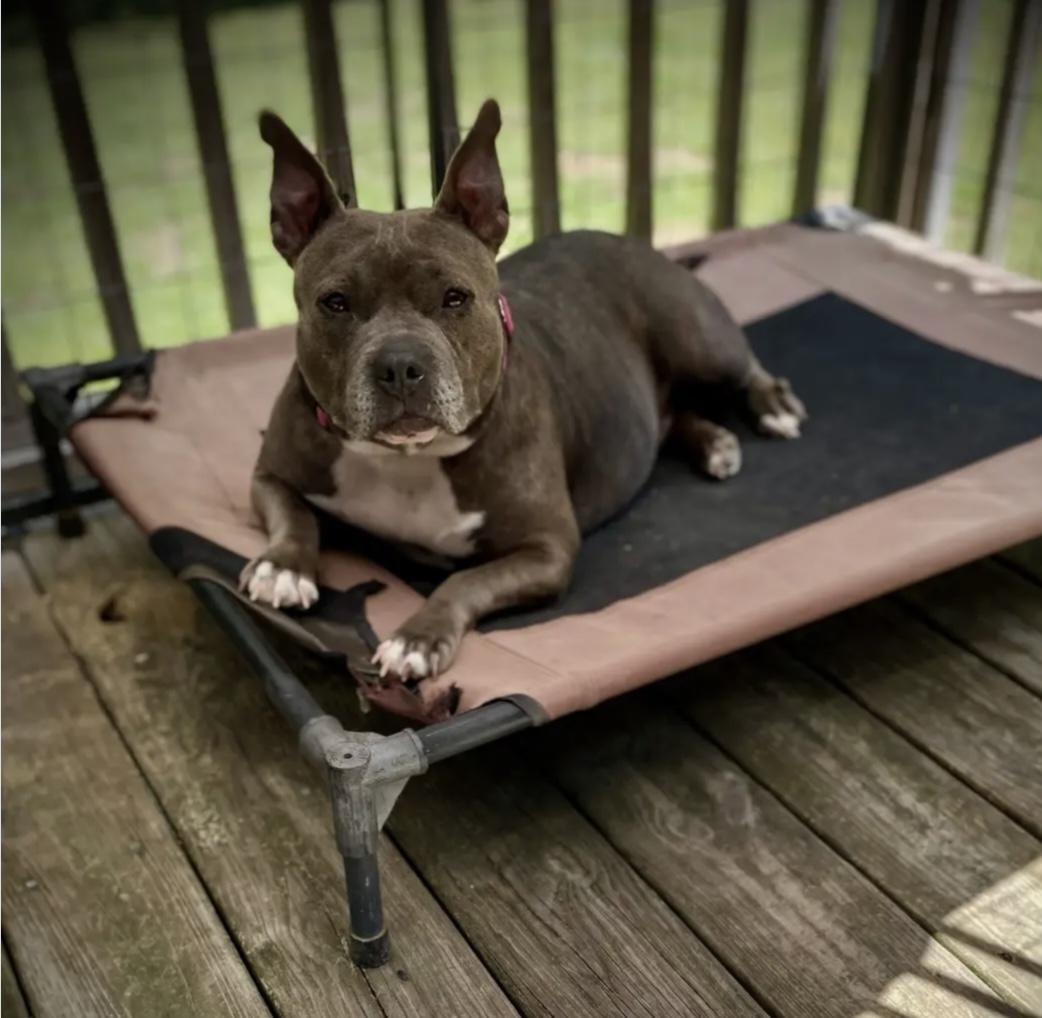 Faith, Adoptable, Adult Female American Staffordshire Terrier.