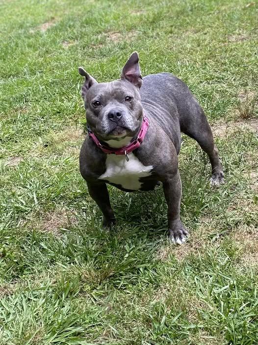 Faith, a Adoptable mixed breed in Dunn, NC image 3/5