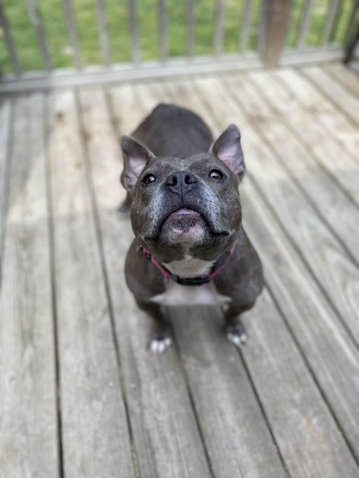 Faith, a Adoptable mixed breed in Dunn, NC image 5/5