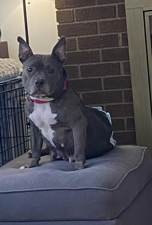 Faith, a Adoptable mixed breed in Dunn, NC image 2/5