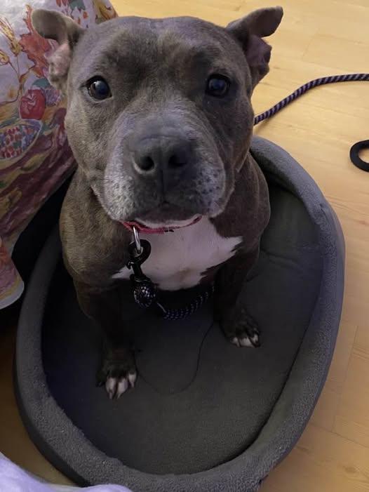 Faith, a Adoptable mixed breed in Dunn, NC image 4/5