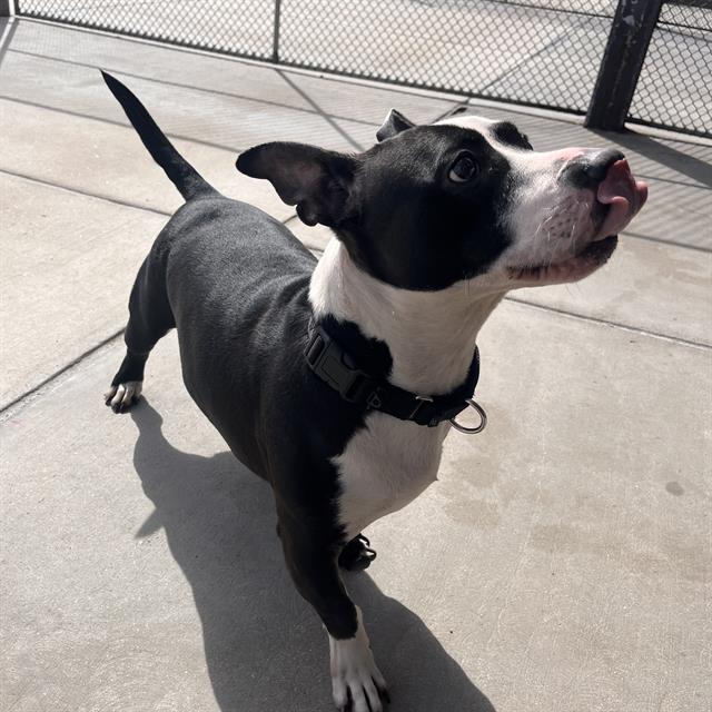 FRANCESCA, Adoptable, Adult Female Basset Hound & Pit Bull Terrier.