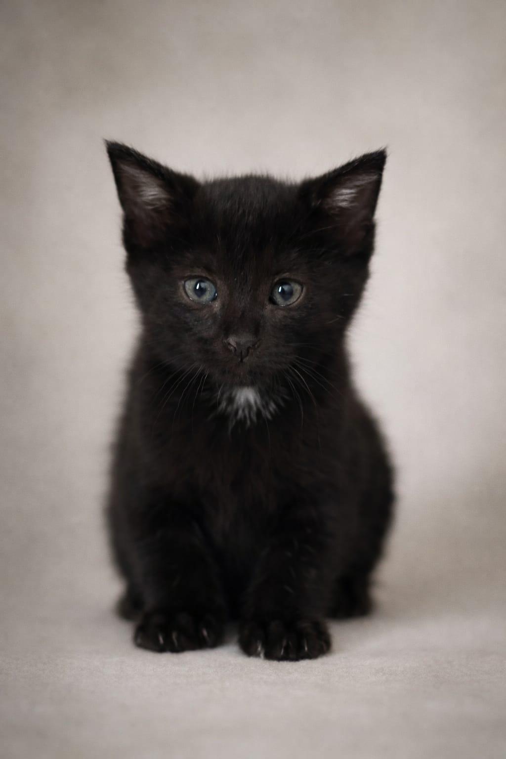 Enlarge Haku, an adopted Domestic Short Hair in Miami, FL image 1/1