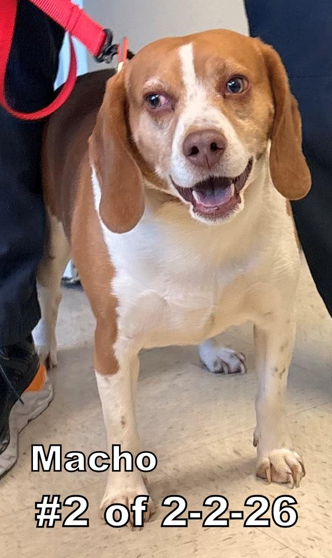 Macho #2 of 2-2-26, adopted, Adult Male Beagle.