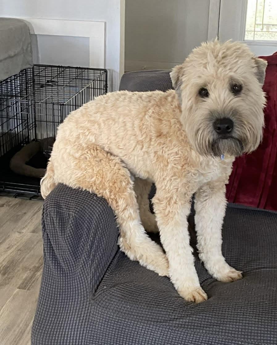 Marley, adopted, Adult Male Wheaten Terrier.