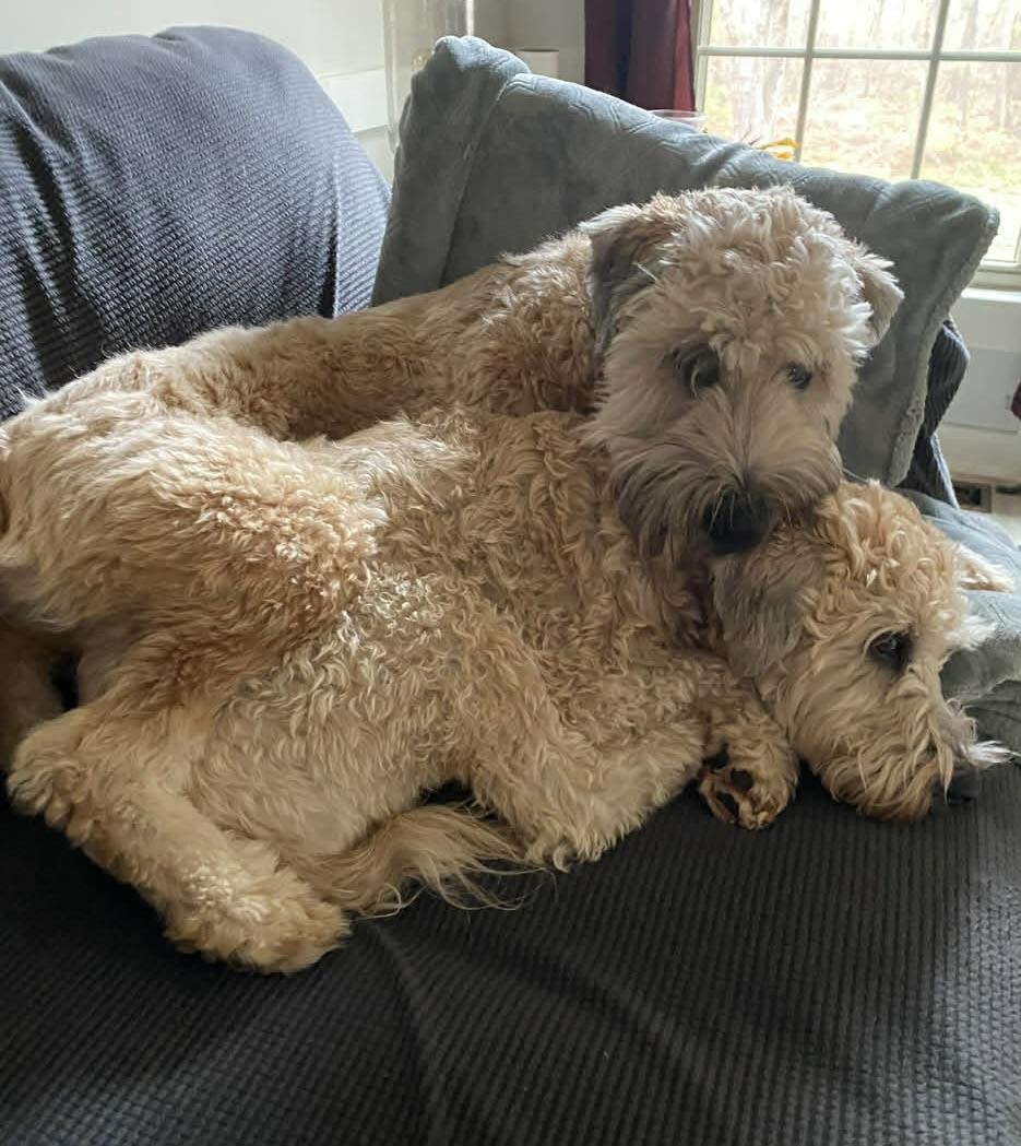 Enlarge Marley, an adopted Wheaten Terrier in Charlotte, NC image 2/4