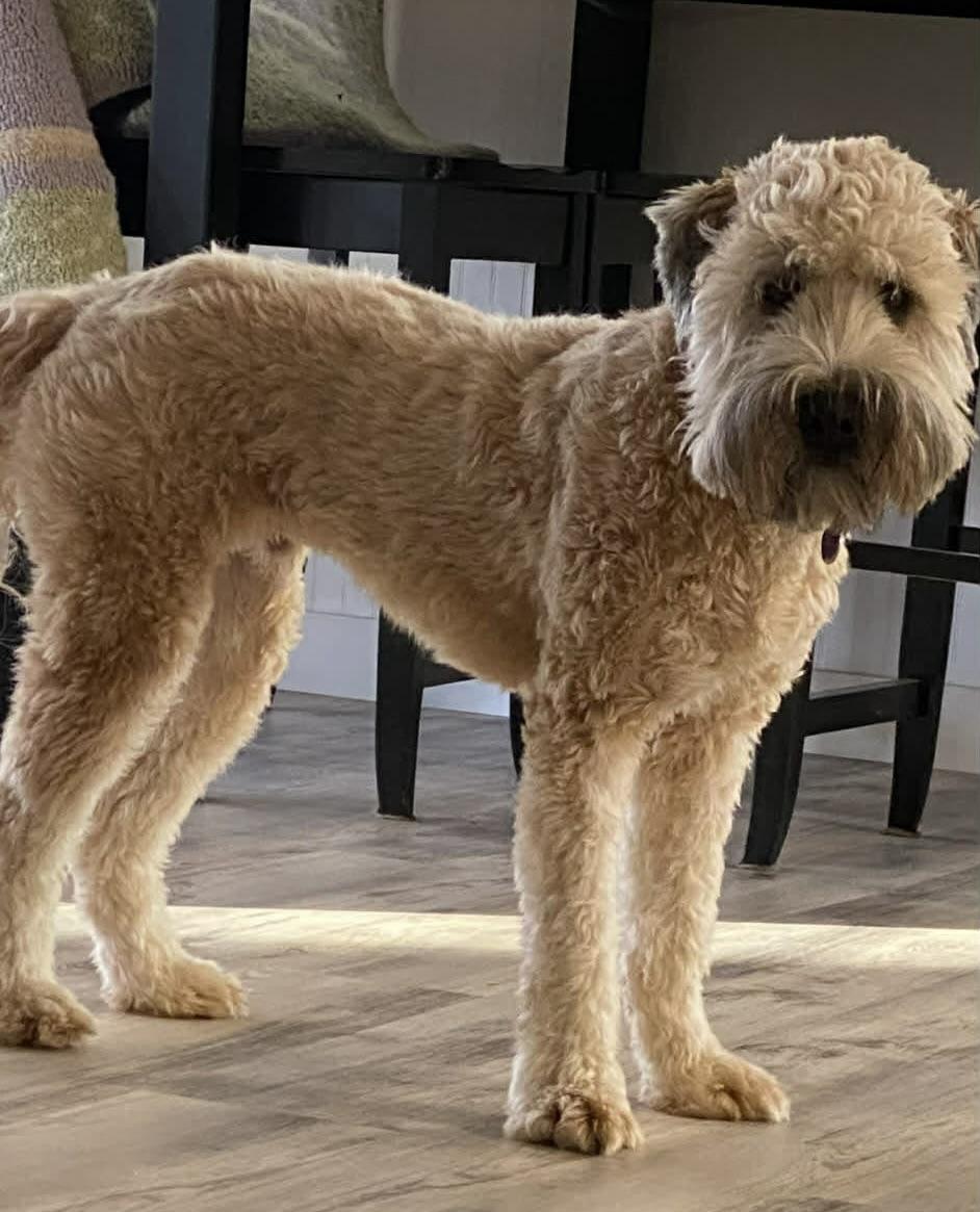 Enlarge Marley, an adopted Wheaten Terrier in Charlotte, NC image 4/4