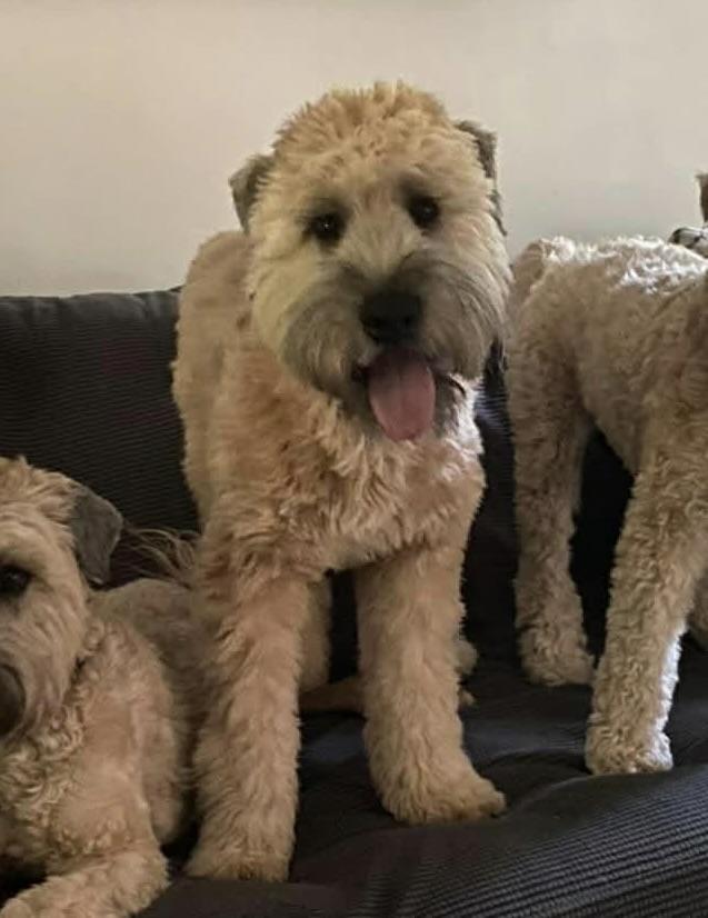 Enlarge Marley, an adopted Wheaten Terrier in Charlotte, NC image 3/4