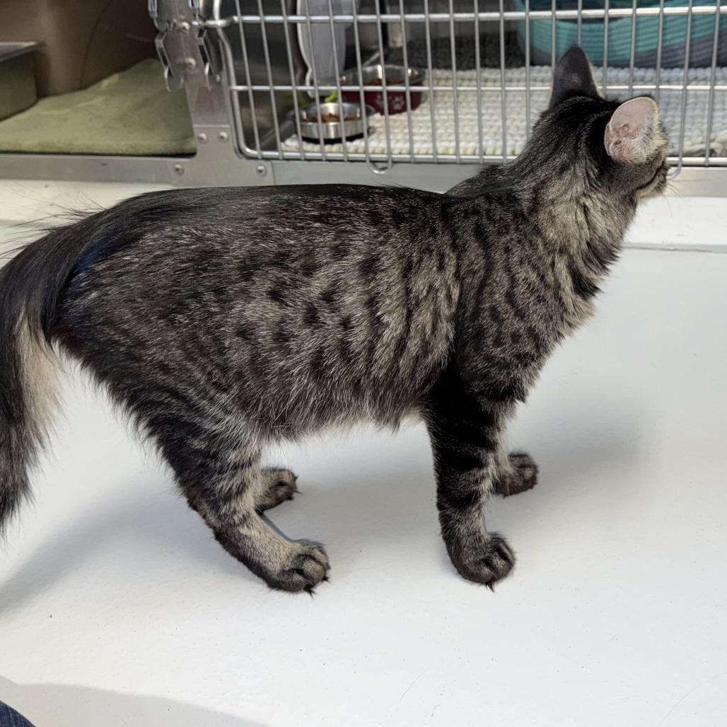 Mama Teenie, Adoptable, Young Female Domestic Medium Hair.