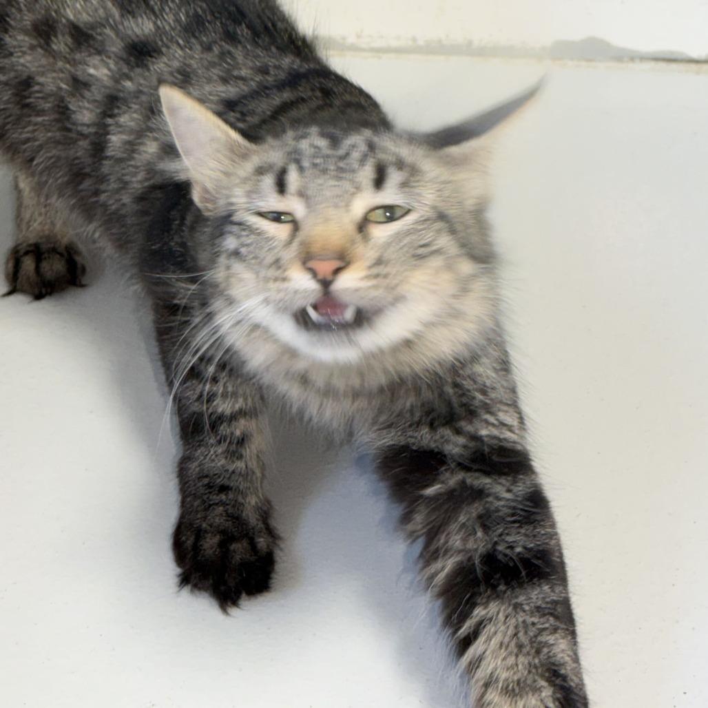 Enlarge Mama Teenie, a Adoptable Domestic Medium Hair in Driggs, ID image 2/3