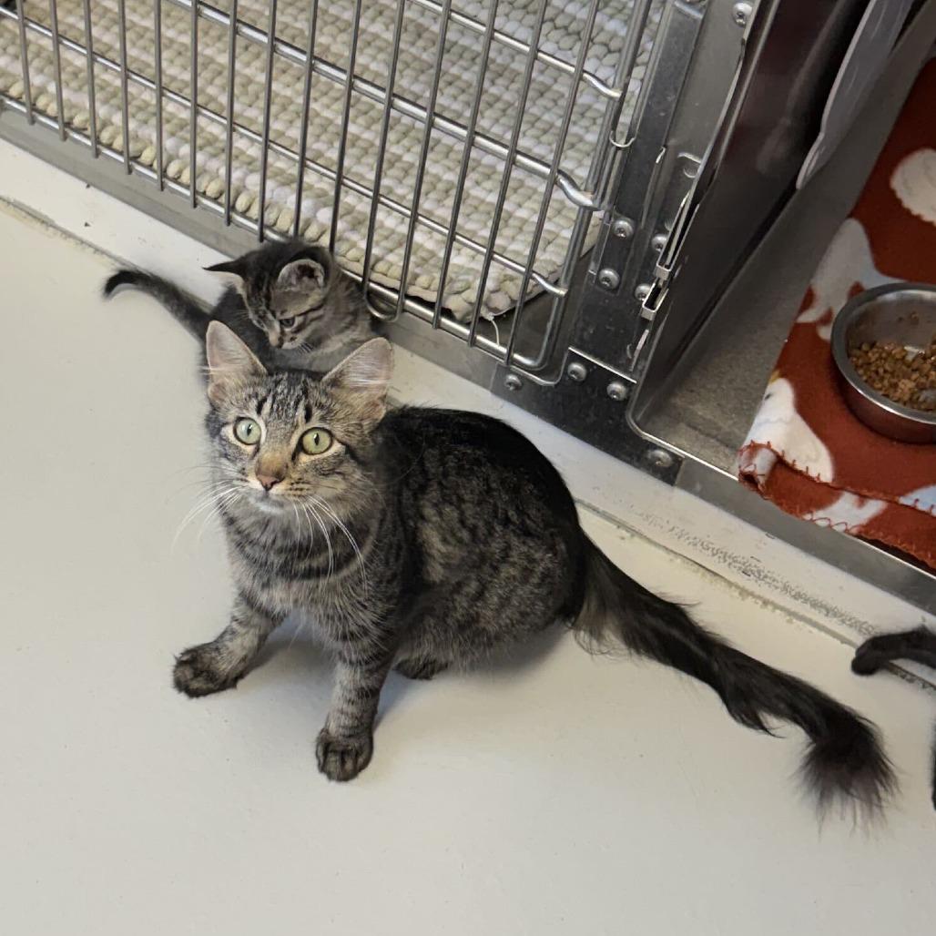 Enlarge Mama Teenie, a Adoptable Domestic Medium Hair in Driggs, ID image 3/3