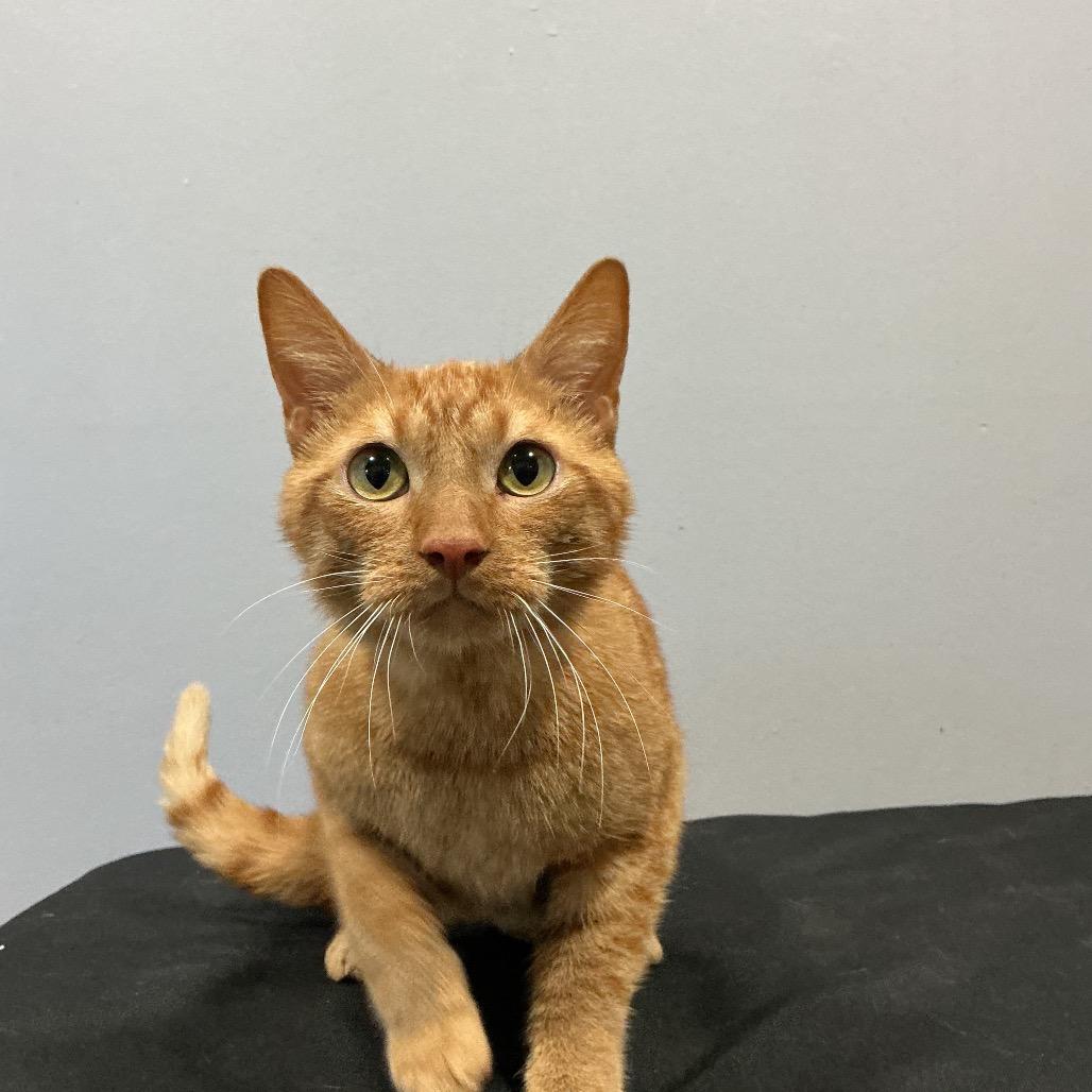 Cheddar Bay Biscuit, Adoptable, Adult Male Domestic Short Hair.
