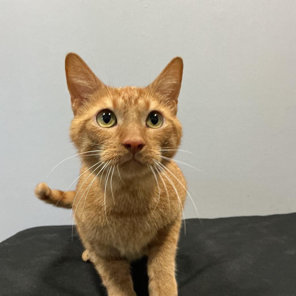 Enlarge Cheddar Bay Biscuit, a Adoptable Domestic Short Hair in Cabot, AR image 2/6