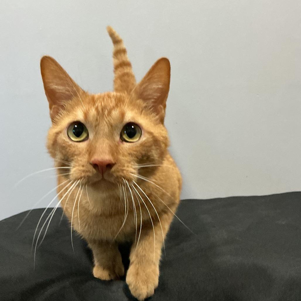 Enlarge Cheddar Bay Biscuit, a Adoptable Domestic Short Hair in Cabot, AR image 3/6