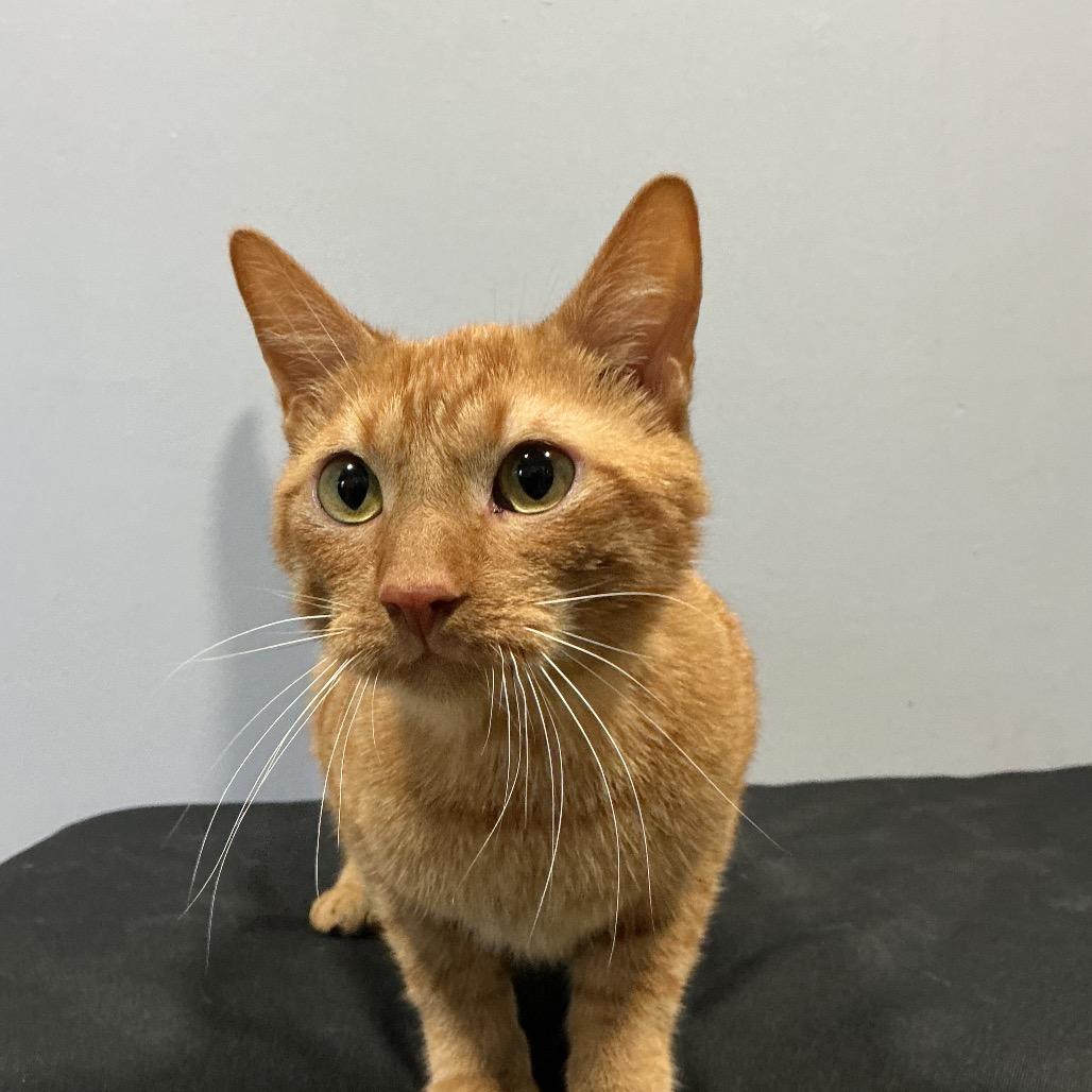 Enlarge Cheddar Bay Biscuit, a Adoptable Domestic Short Hair in Cabot, AR image 4/6