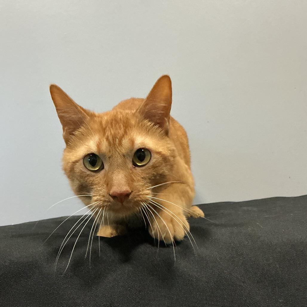 Enlarge Cheddar Bay Biscuit, a Adoptable Domestic Short Hair in Cabot, AR image 5/6