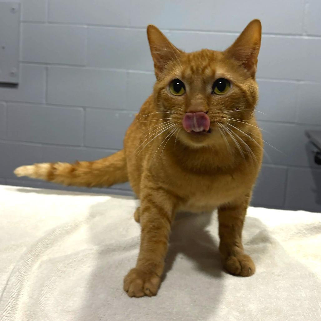 Enlarge Cheddar Bay Biscuit, a Adoptable Domestic Short Hair in Cabot, AR image 6/6
