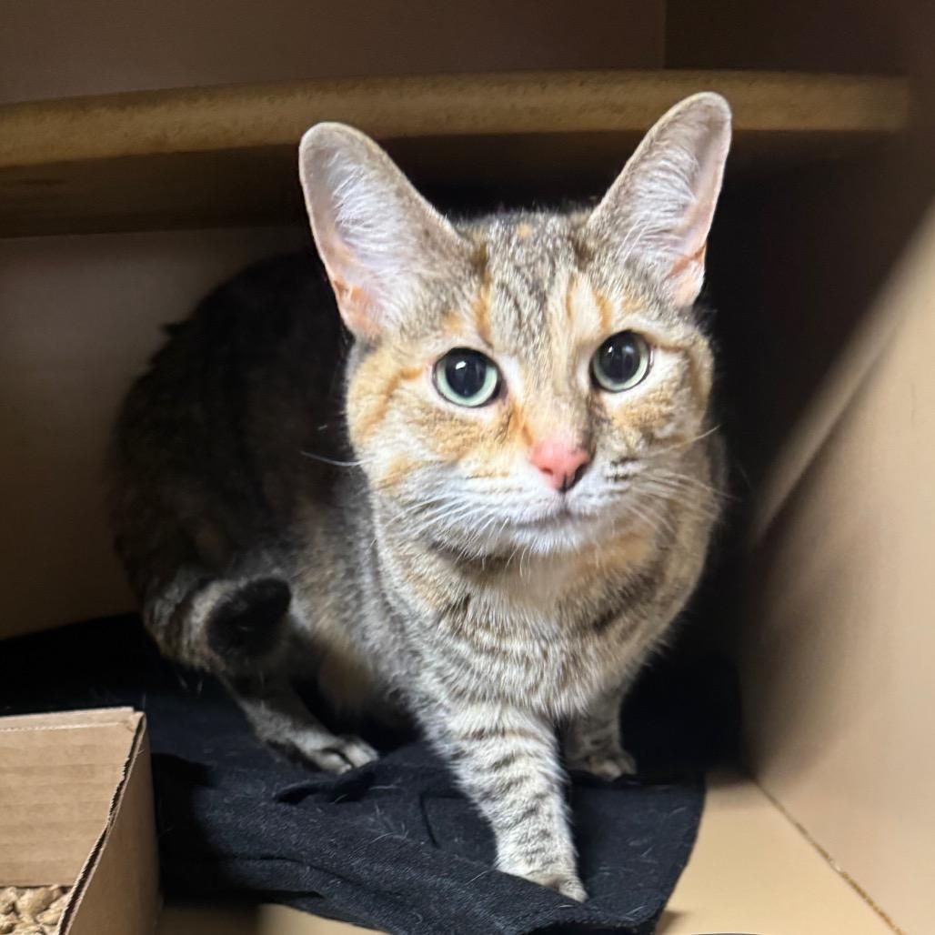 Kitty, Adoptable, Adult Female Domestic Short Hair & Domestic Short Hair.