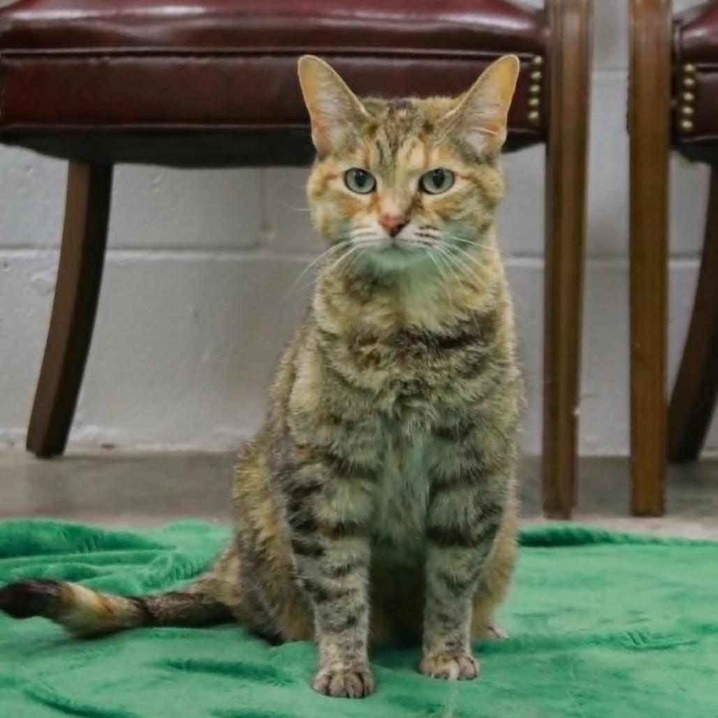 Enlarge Kitty, a Adoptable mixed breed in Madisonville, KY image 2/2