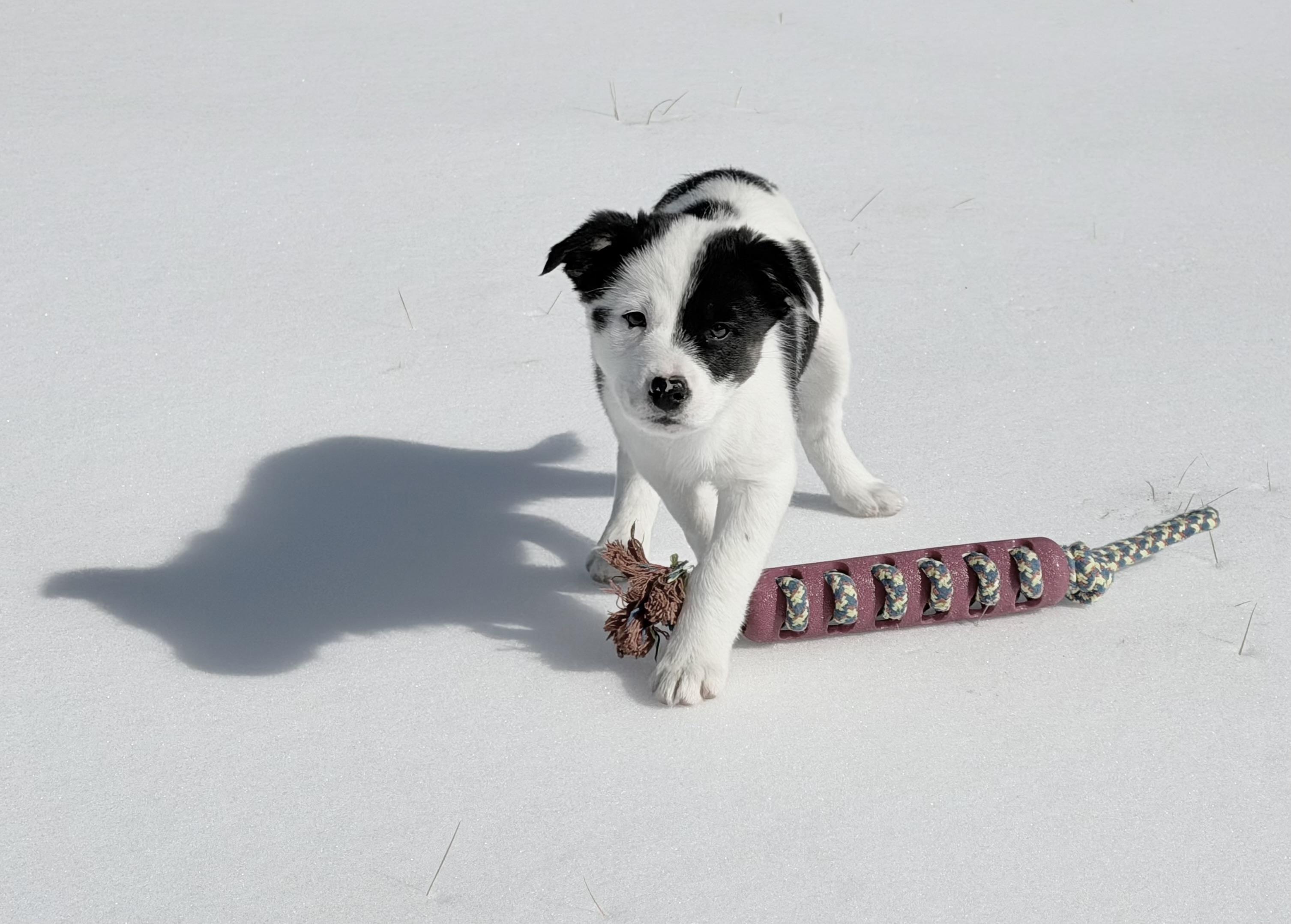 Enlarge Honey, a ADOPTABLE mixed breed in Culpeper, VA image 4/6