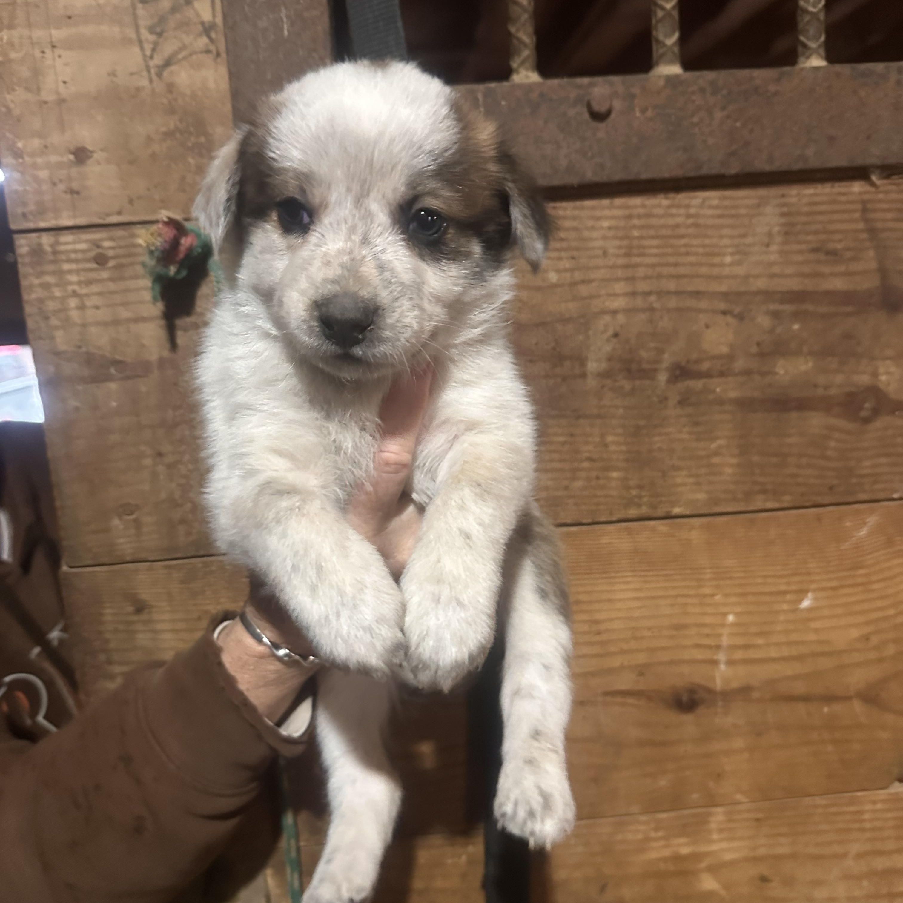 Enlarge Puppies, a ADOPTABLE mixed breed in Grottoes, VA image 3/4