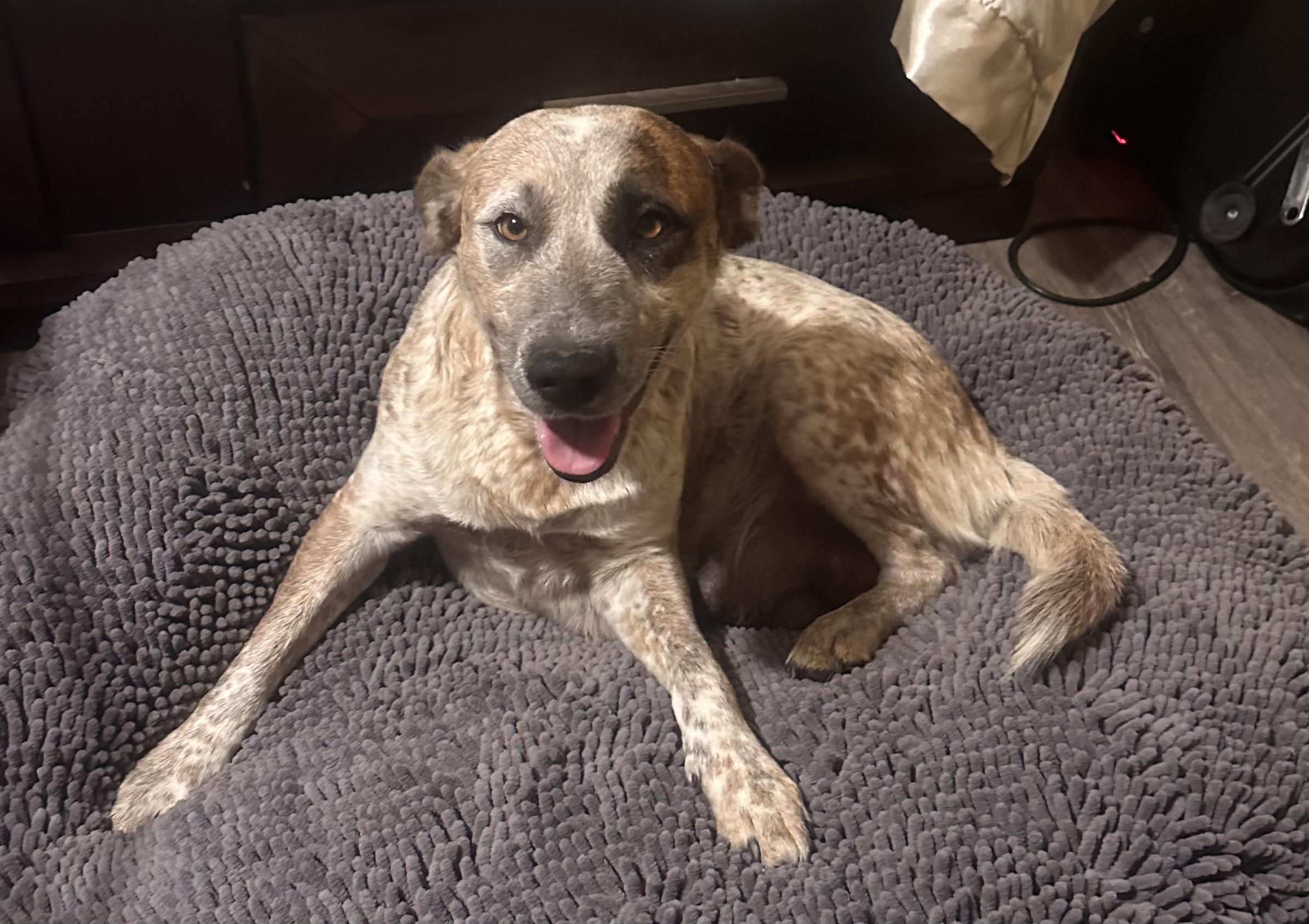 Enlarge Puppies, a ADOPTABLE mixed breed in Grottoes, VA image 4/4