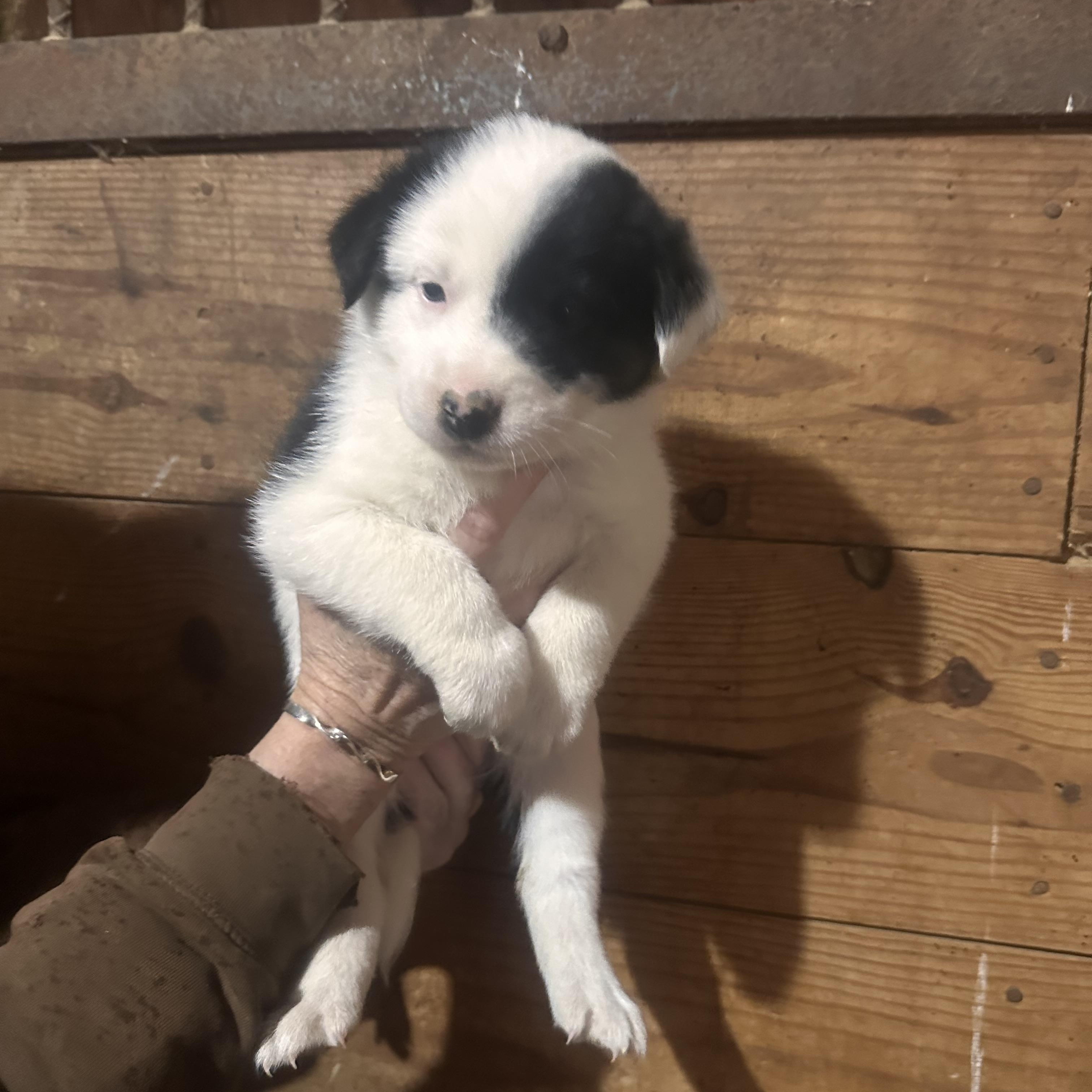 Enlarge Puppies, a ADOPTABLE mixed breed in Grottoes, VA image 2/4
