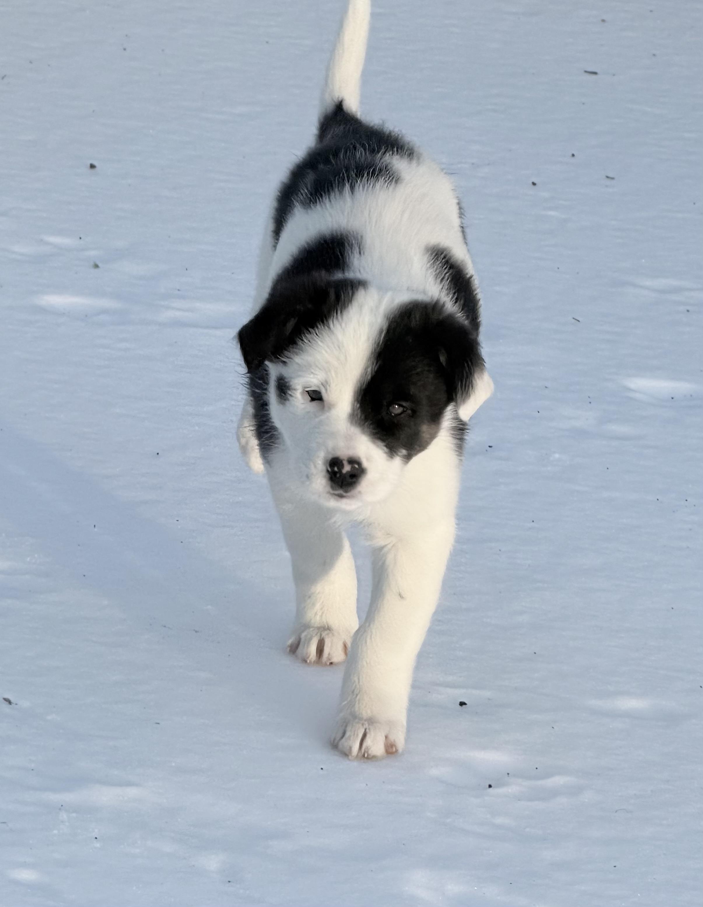 Enlarge Honey, a ADOPTABLE mixed breed in Culpeper, VA image 3/6
