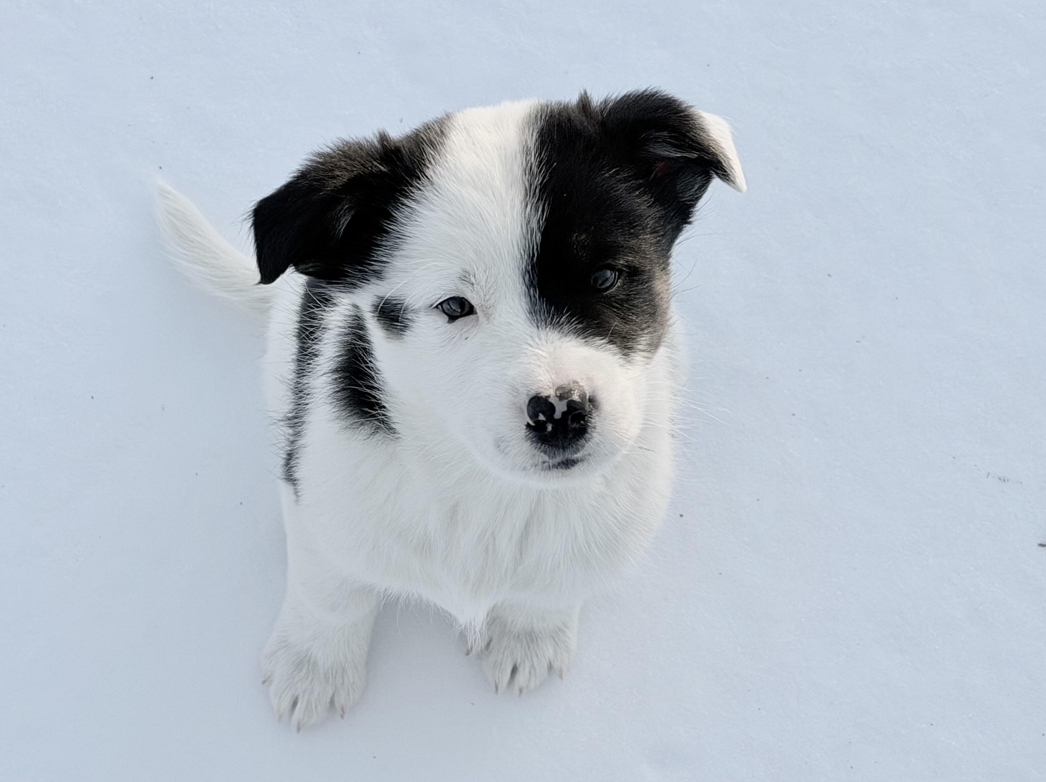 Honey, ADOPTABLE, Puppy Female Australian Shepherd & Australian Cattle Dog / Blue Heeler.