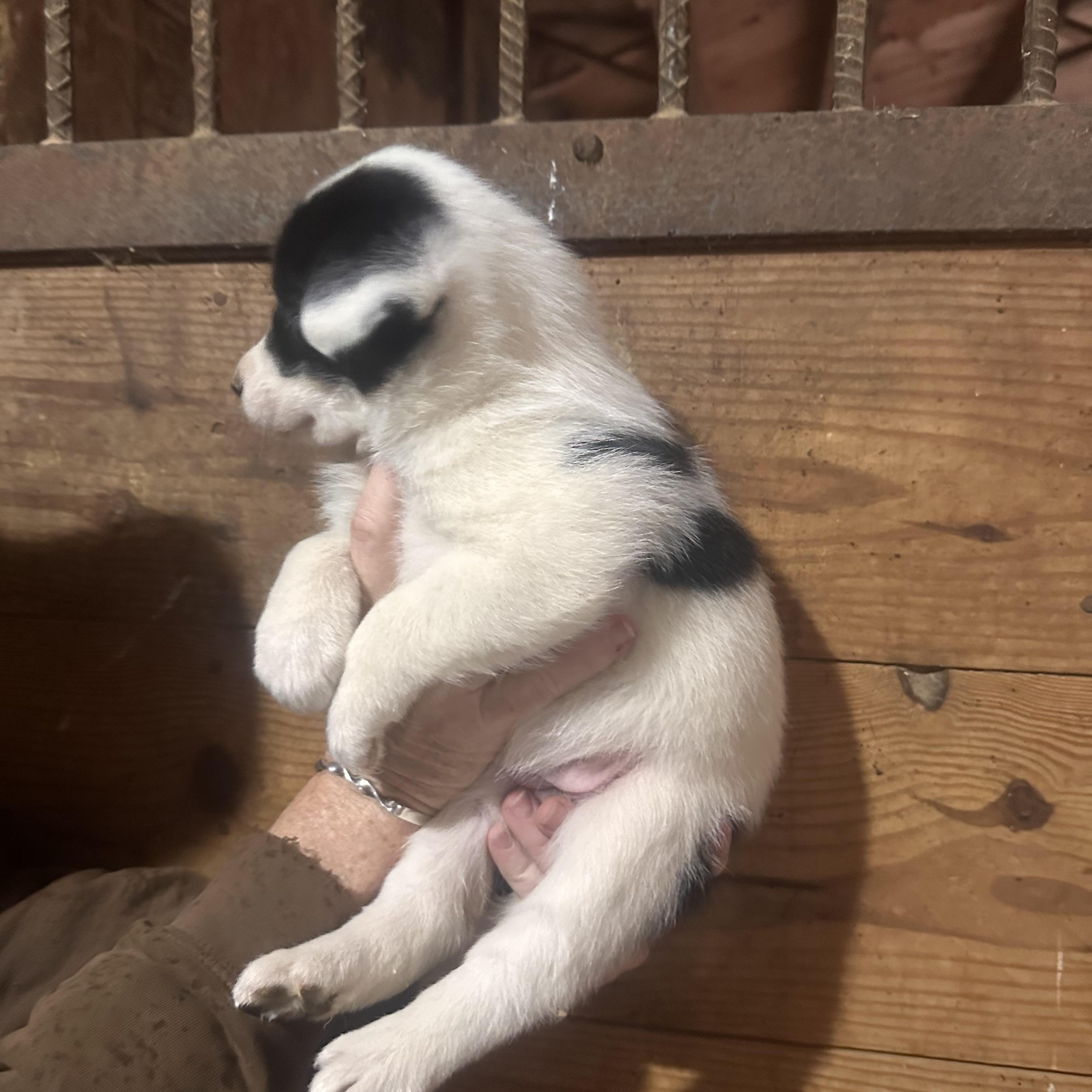 Enlarge Honey, a ADOPTABLE mixed breed in Grottoes, VA image 3/3