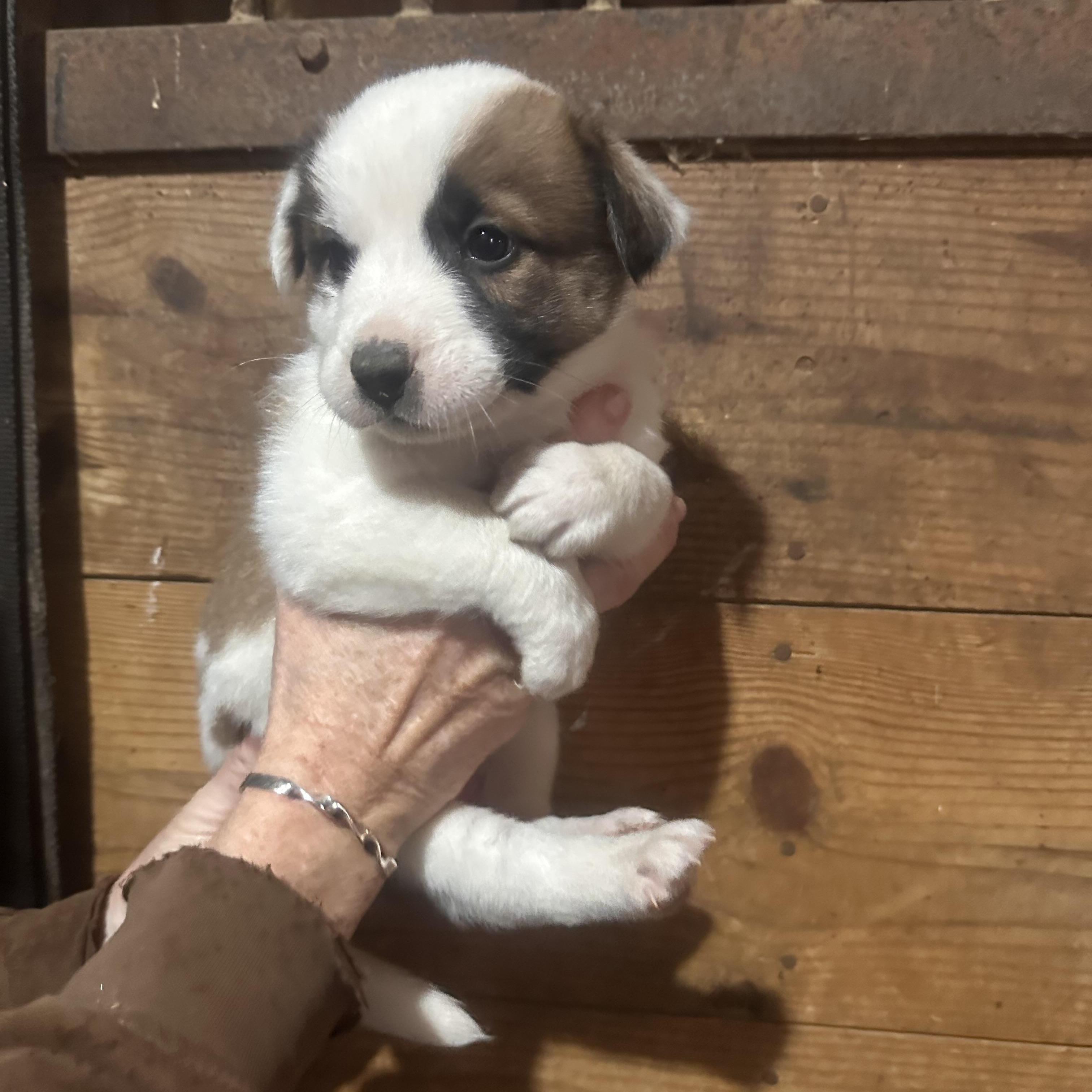 Enlarge Puppies, a ADOPTABLE mixed breed in Grottoes, VA image 1/4