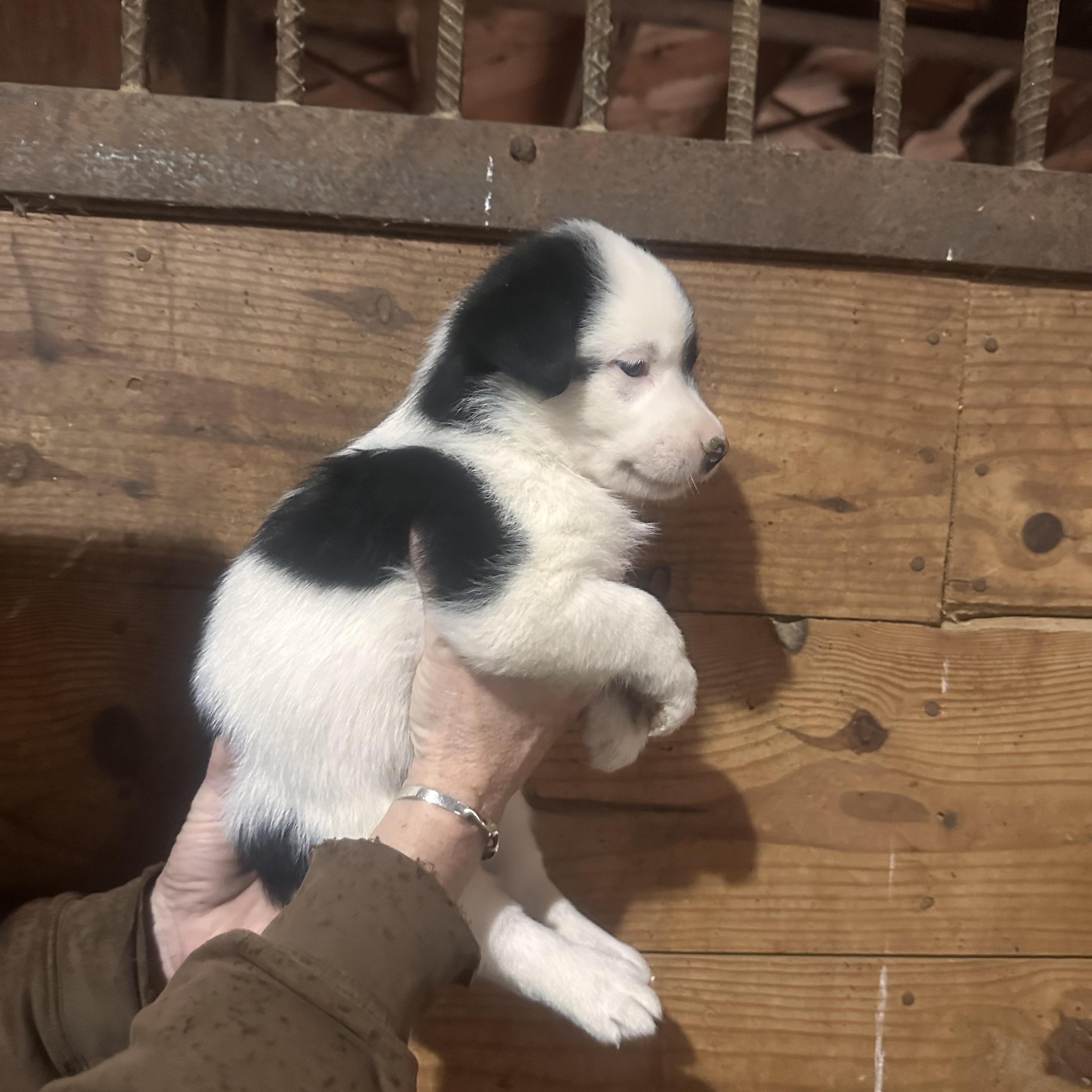 Enlarge Honey, a ADOPTABLE mixed breed in Grottoes, VA image 2/3