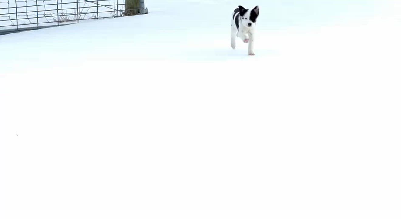 Enlarge Honey, a ADOPTABLE mixed breed in Culpeper, VA video 6/6