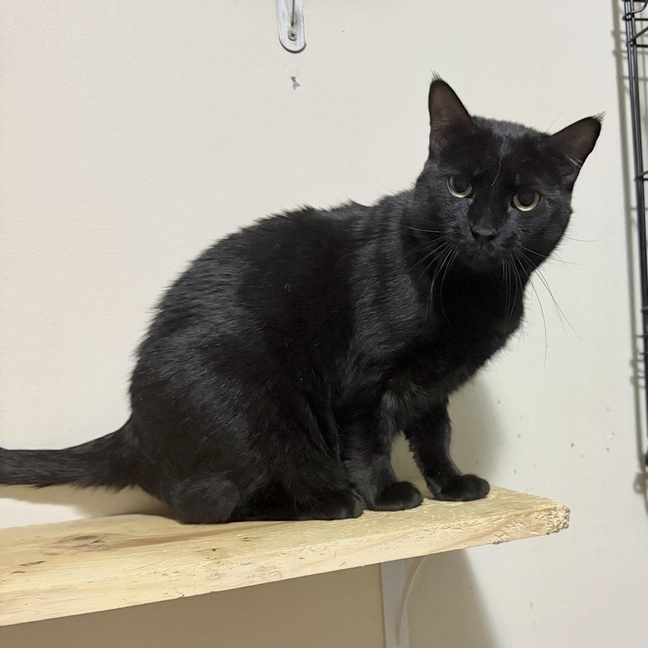 Enlarge Spunky, a Adoptable Domestic Short Hair in Bennington, VT image 1/1