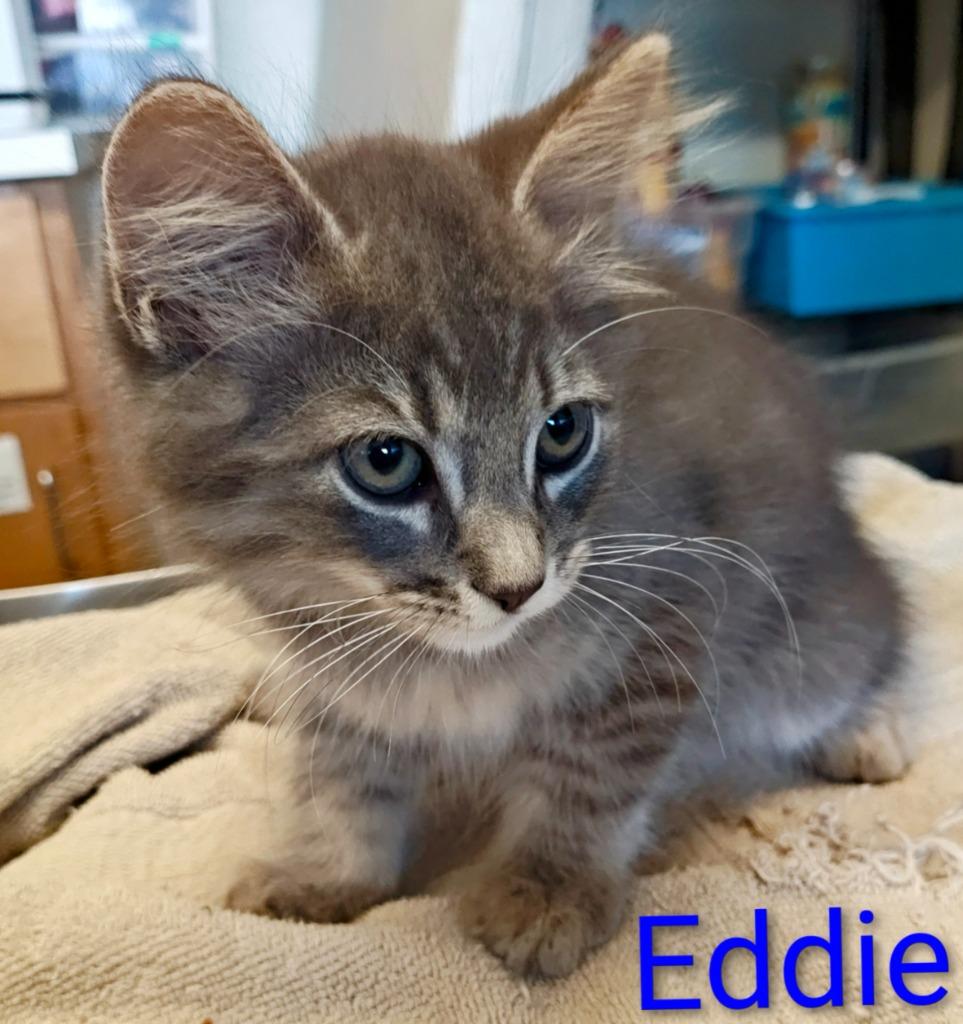 Enlarge Eddie, a Adoptable mixed breed in Mena, AR image 1/1