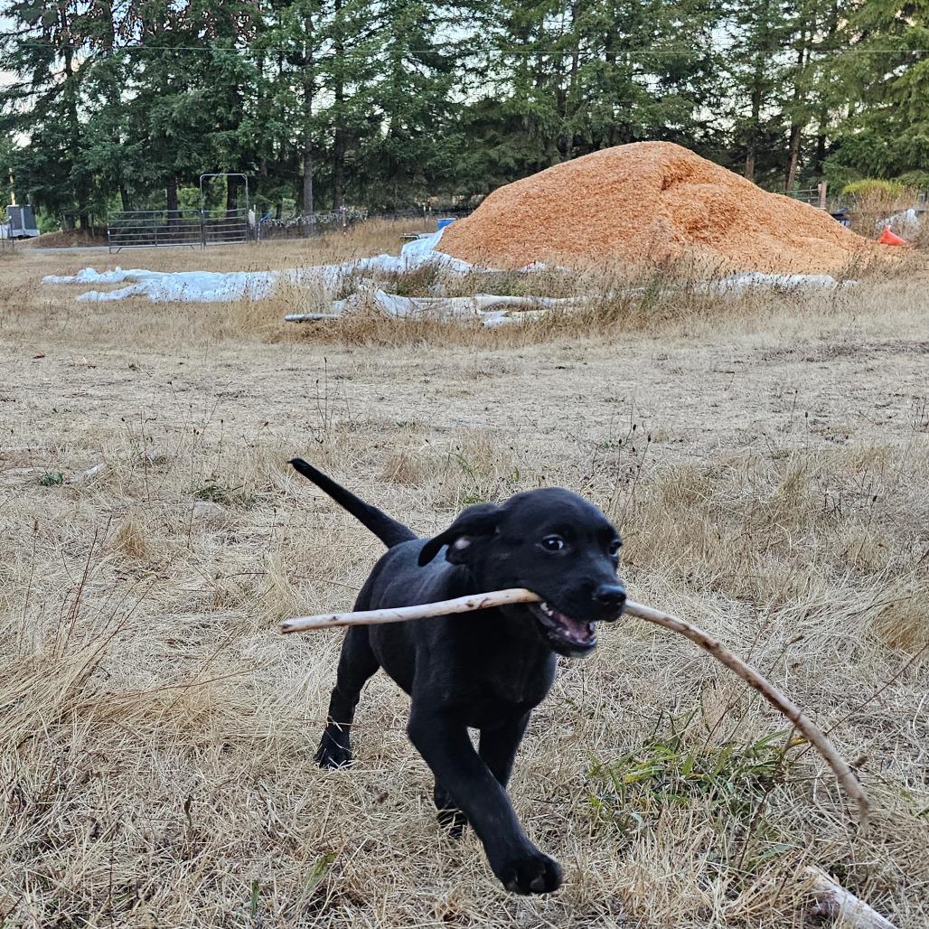 Polly, Adoptable, Young Female Black Labrador Retriever & Mixed Breed.
