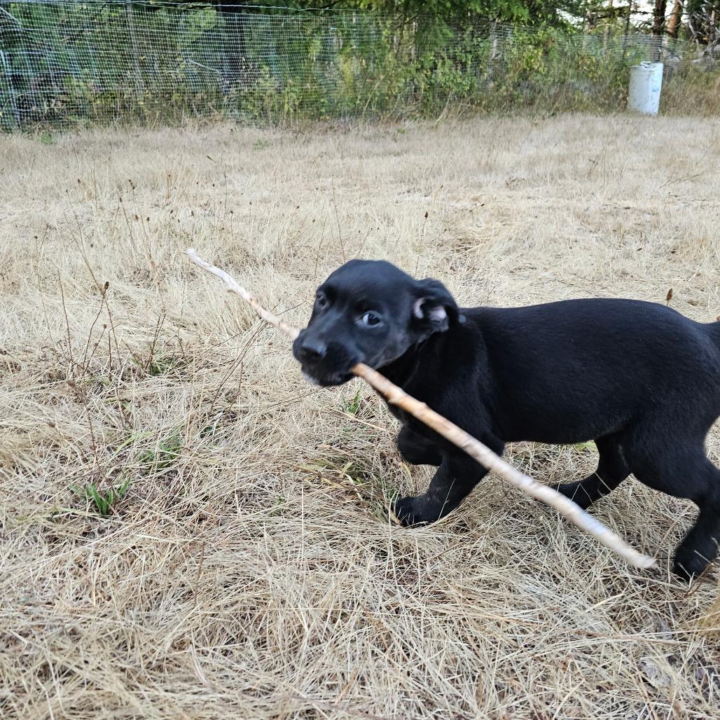 Enlarge Polly, a Adoptable mixed breed in Oakville, WA image 2/6