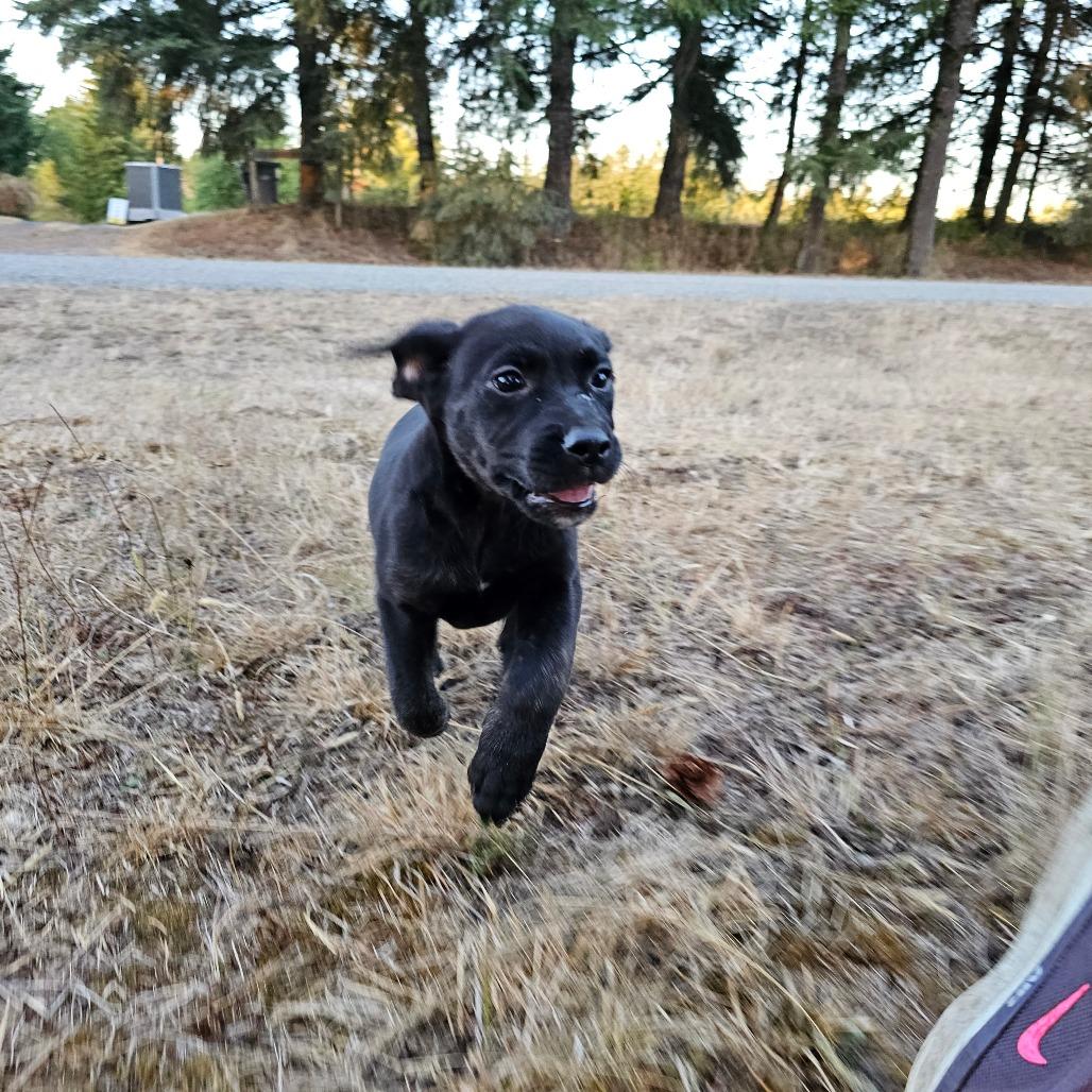 Enlarge Polly, a Adoptable mixed breed in Oakville, WA image 3/6