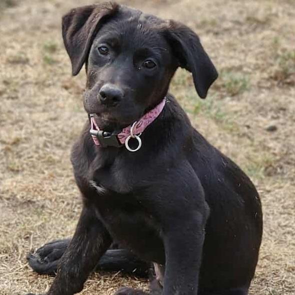 Enlarge Polly, a Adoptable mixed breed in Oakville, WA image 5/6