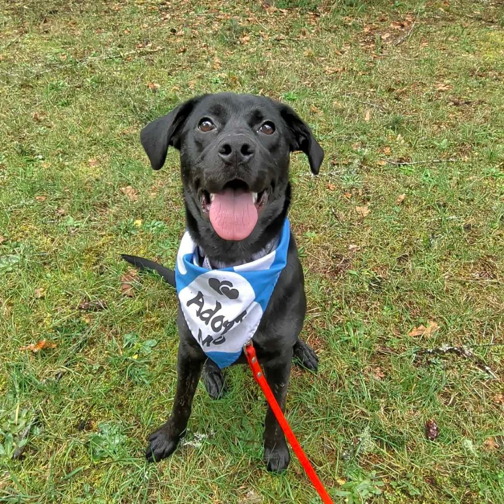 Enlarge Polly, a Adoptable mixed breed in Oakville, WA image 6/6