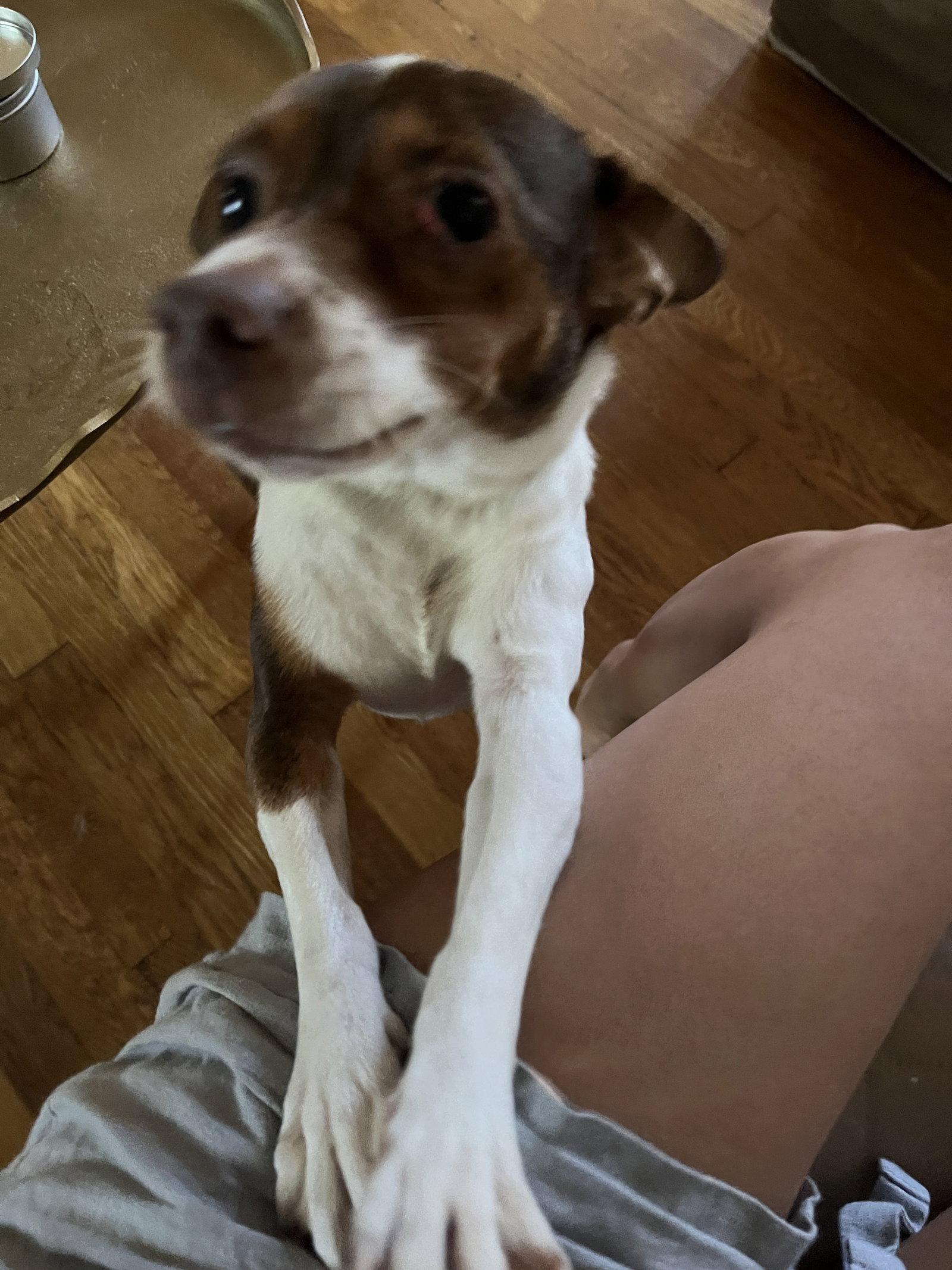 Rosie, Adoptable, Young Female Jack Russell Terrier.
