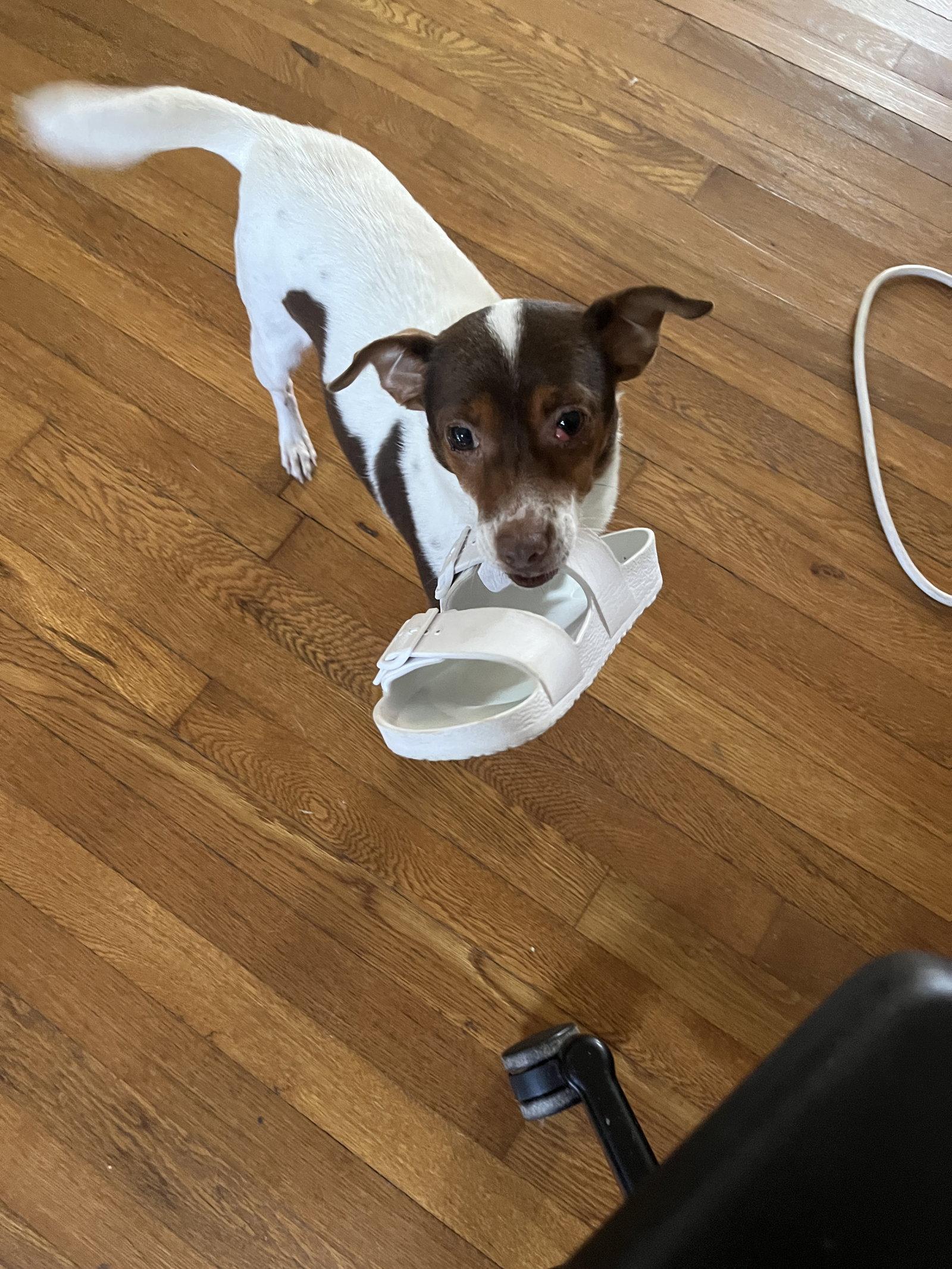 Rosie, a Adoptable Jack Russell Terrier in PITTSBURGH, PA image 2/3