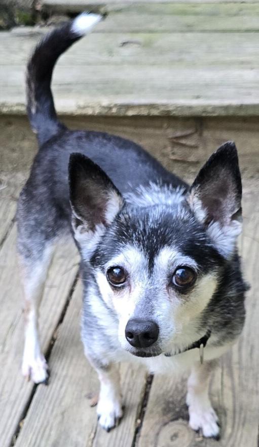 Truffles, Adoptable, Senior Female Chihuahua.