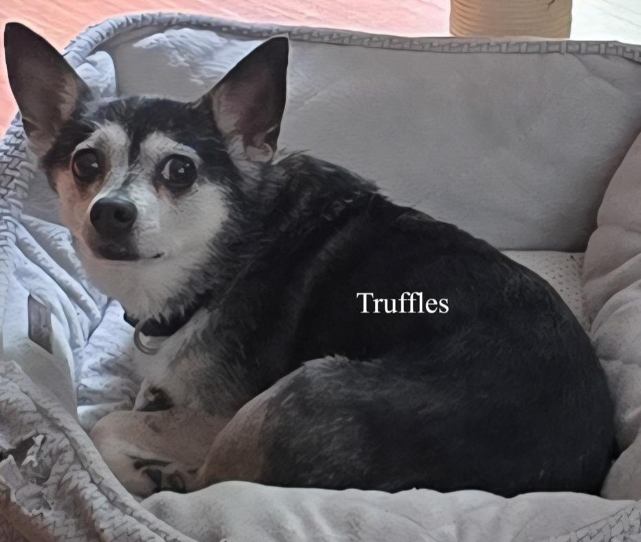 Enlarge Truffles, a Adoptable mixed breed in Woodbridge, VA image 2/3