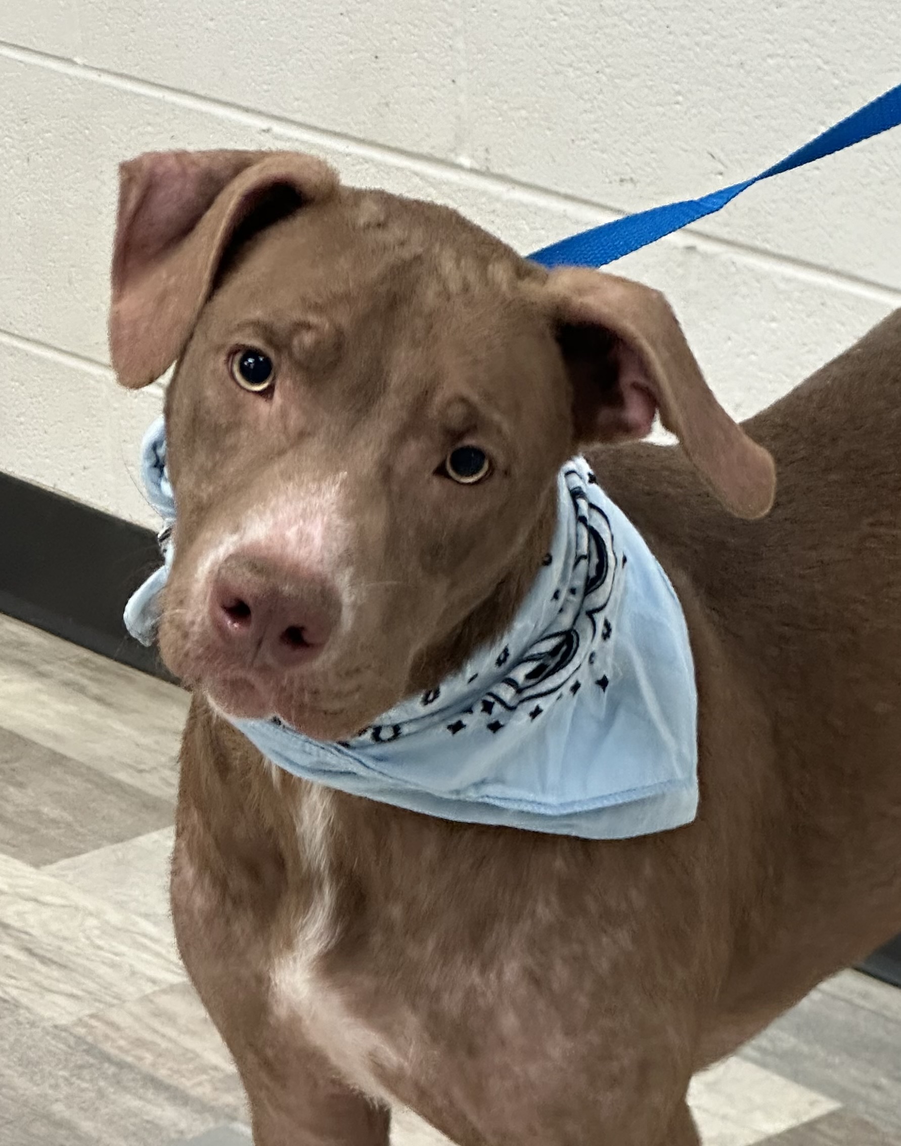 Dog for adoption Goose, an American Bulldog in Lufkin, TX Petfinder