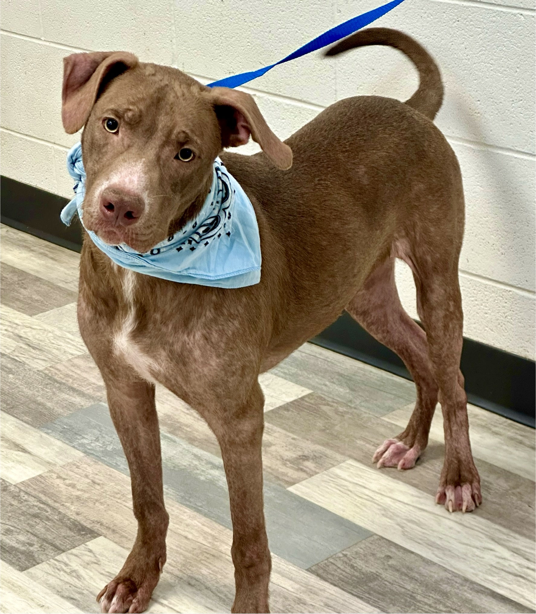 Dog for adoption Goose, an American Bulldog in Lufkin, TX Petfinder