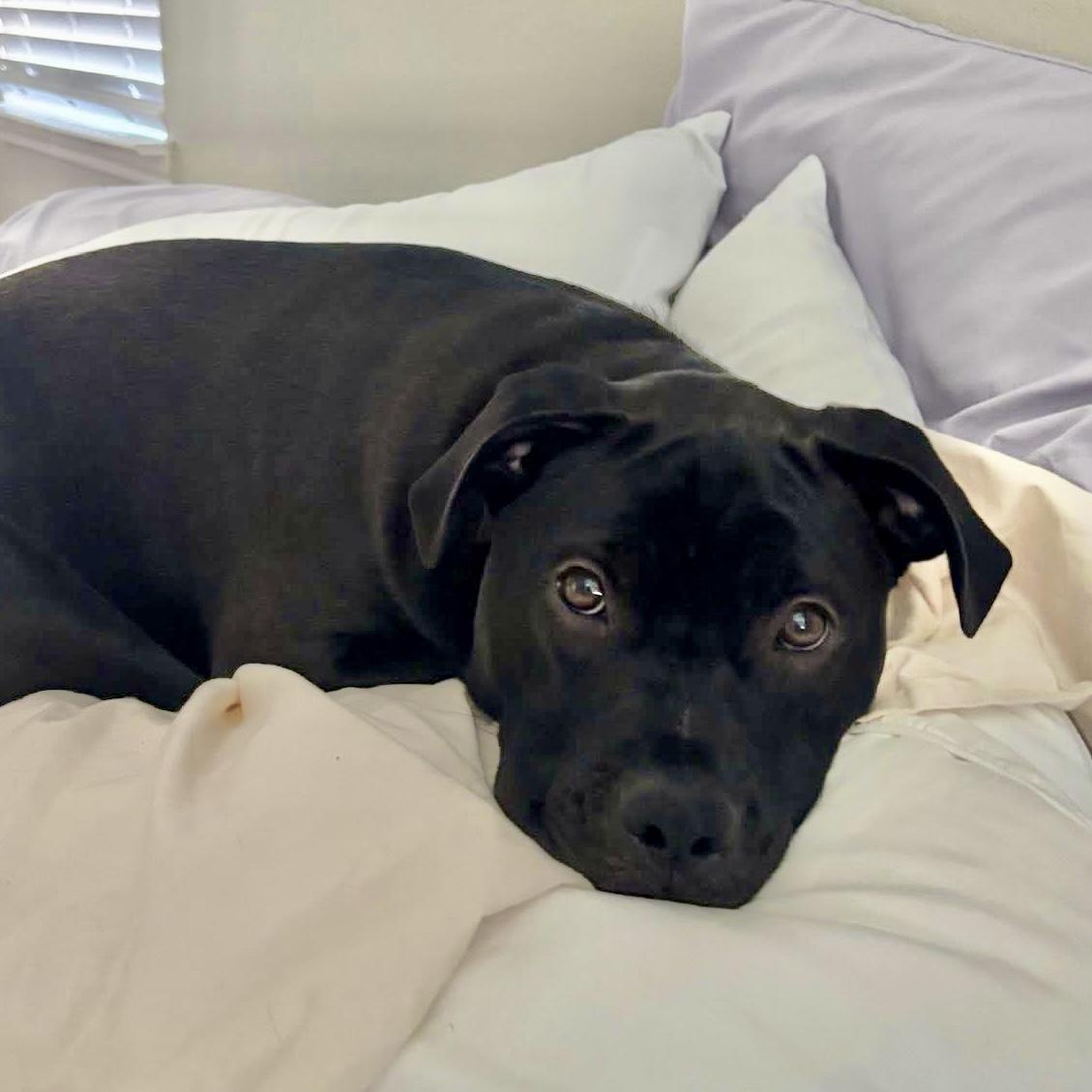 Kovu, a ADOPTABLE Mixed Breed in Ridgeland, SC image 3/5