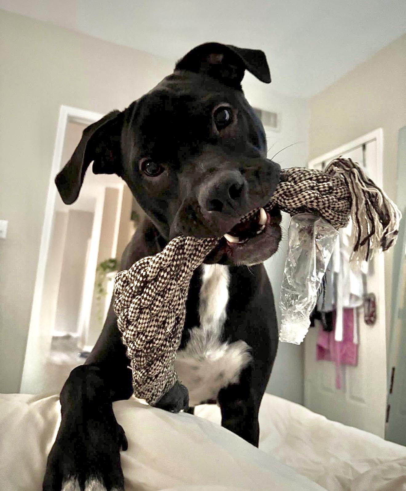 Kovu, a ADOPTABLE Mixed Breed in Ridgeland, SC image 2/5